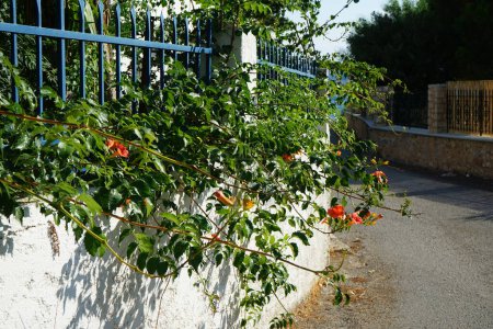 Campsis fleurit avec des fleurs orange en Août. Campsis est un genre de plantes de la famille des Bignoniaceae. île de Rhodes, Grèce 