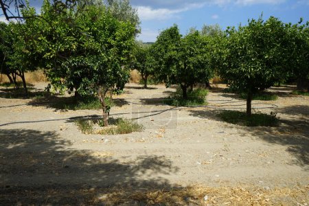 Plantation avec orange, Citrus sinensis et mandarine, Citrus reticulata, arbres fruitiers en août. Citrus est un genre d'arbres et d'arbustes de la famille des Rutaceae. île de Rhodes, Grèce