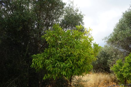 Citrus x sinensis drzewo z owocami rośnie w sierpniu. Citrus x aurantium f. aurantium, syn. Citrus x sinensis, słodkie pomarańcze, jest powszechnie uprawianym gatunkiem pomarańczy. Lardos, Rodos, Grecja