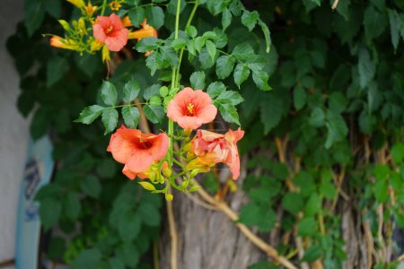Campsis blooms with orange flowers in August. Campsis, trumpet creeper or trumpet vine, is a genus of flowering plants in the family Bignoniaceae. Rhodes Island, Greece 