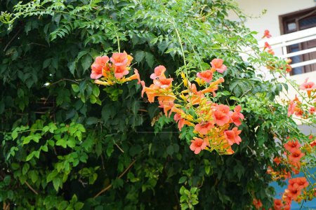 Campsis blooms with orange flowers in August. Campsis, trumpet creeper or trumpet vine, is a genus of flowering plants in the family Bignoniaceae. Rhodes Island, Greece 