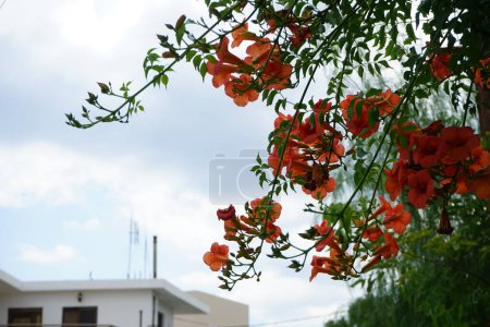 Foto de Campsis florece con flores de color naranja en agosto. Campsis es un género de plantas con flores perteneciente a la familia Bignoniaceae. Isla de Rodas, Grecia - Imagen libre de derechos