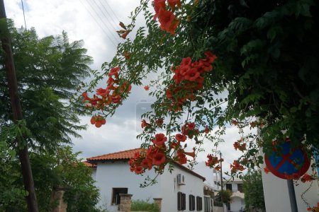 Campsis fleurit avec des fleurs orange en Août. Campsis est un genre de plantes de la famille des Bignoniaceae. île de Rhodes, Grèce 