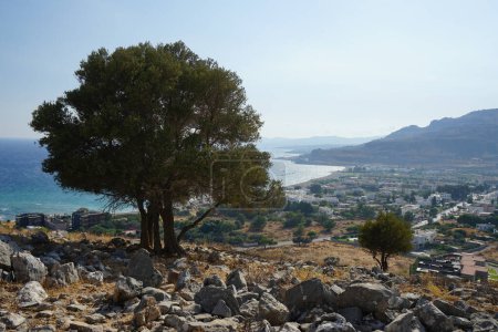 Photo for Olea europaea trees grow on Lardos hill in August. The olive, Olea europaea, meaning 'European olive', is a species of small tree or shrub in the family Oleaceae, found in the Mediterranean Basin. Rhodes Island, Greece - Royalty Free Image