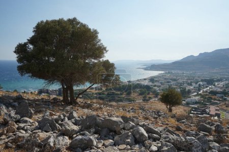 Photo for Olea europaea trees grow on Lardos hill in August. The olive, Olea europaea, meaning 'European olive', is a species of small tree or shrub in the family Oleaceae, found in the Mediterranean Basin. Rhodes Island, Greece - Royalty Free Image