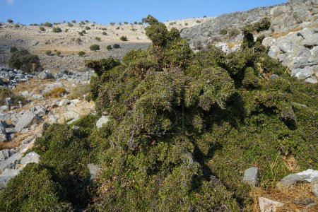 Rhamnus lycioides subsp. Oleoides mit grünen Früchten wachsen im August auf dem Lardos-Hügel. Rhamnus lycioides, der Schwarzdorn, ist ein bis zu 1 Meter hoher Strauch aus der Familie der Sanddorngewächse, Rhamnaceae. Rhodos