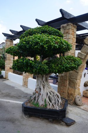 Ficus microcarpa wächst im August in einem Blumentopf. Ficus microcarpa, chinesischer Banyan, malaysischer Banyan, indischer Lorbeer, Gardinenfeige oder Gajumaru ist ein Baum aus der Familie der Feigengewächse Moraceae. Insel Rhodos, Griechenland