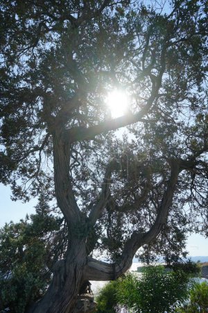 Juniperus oxycedrus grows on the shore of the Mediterranean Sea at sunset. Juniperus oxycedrus, Cade, cade juniper, prickly juniper, prickly cedar, or sharp cedar, is a species of juniper. Rhodes Island, Greece