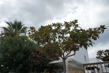 Magnolia grandiflora wydaje owoce w sierpniu. Magnolia grandiflora, południowa magnolia lub zatoka byka, jest drzewem z rodziny Magnoliaceae. Wyspa Rodos, Grecja
