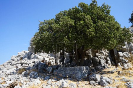 Quercus rotundifolia avec des fruits en août croissant sur la colline Lardos. Le Quercus rotundifolia, chêne vert ou chêne à billes, est un chêne à feuilles persistantes originaire de la région méditerranéenne occidentale. île de Rhodes, Grèce 