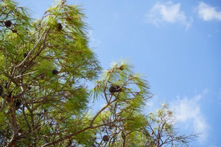 Pinus halepensis crece en agosto. Pinus halepensis, el pino de Alepo, el pino de Jerusalén, es un pino nativo de la región mediterránea. Isla de Rodas, Grecia