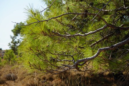 Pinus halepensis tree grows in August. Pinus halepensis, the Aleppo pine, the Jerusalem pine, is a pine native to the Mediterranean region. Rhodes Island, Greece