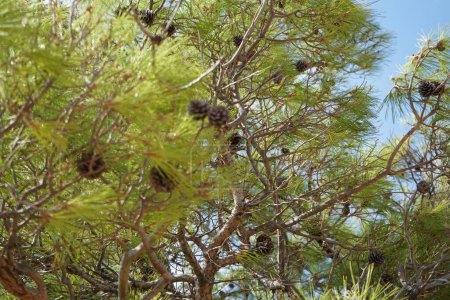 Pinus halepensis pousse en août. Pinus halepensis, pin d'Alep, pin de Jérusalem, est un pin originaire de la région méditerranéenne. île de Rhodes, Grèce