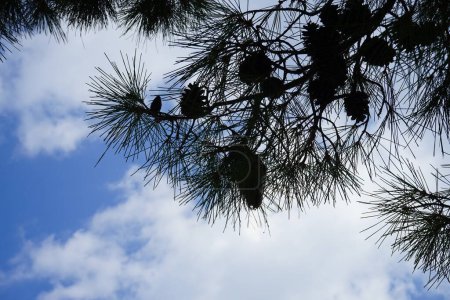Pinus halepensis Baum wächst im August. Pinus halepensis, die Aleppo-Kiefer, die Jerusalem-Kiefer, ist eine Kiefer aus dem Mittelmeerraum. Insel Rhodos, Griechenland