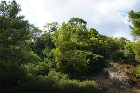 Pinus halepensis tree grows in August. Pinus halepensis, the Aleppo pine, the Jerusalem pine, is a pine native to the Mediterranean region. Rhodes Island, Greece