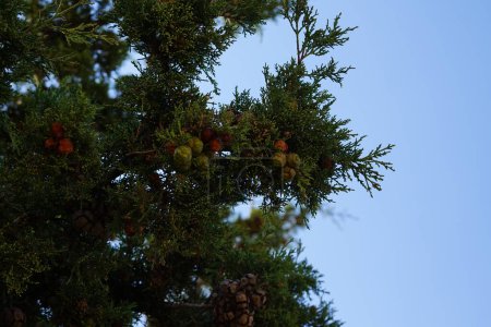 Cupressus sempervirens grows in August. Cupressus sempervirens, the Mediterranean cypress, Italian cypress, Tuscan cypress, Persian cypress, or pencil pine, is a species of cypress native to the eastern Mediterranean region. Rhodes Island, Greece 