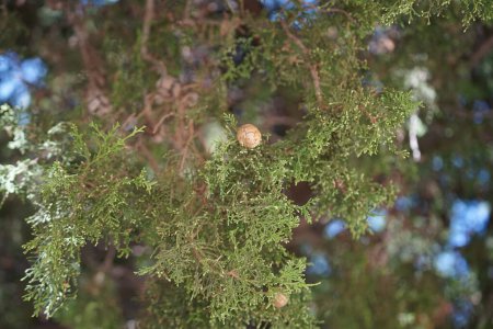 Cupressus sempervirens wächst im August. Cupressus sempervirens, die Mittelmeerzypresse, die Italienische Zypresse, die Toskanische Zypresse, die Persische Zypresse oder die Pinie, ist eine Zypressenart, die im östlichen Mittelmeerraum beheimatet ist. Insel Rhodos, Griechenland 