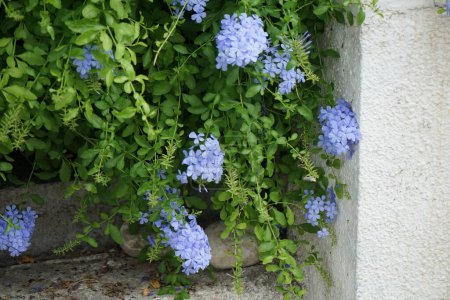 Plumbago auriculata blüht im August. Plumbago auriculata, das Kapbleikraut, der Blaue Plumbago oder Kapplumbago, ist eine Blütenpflanze aus der Familie der Plumbaginaceae. Lardos, Insel Rhodos, Griechenland 