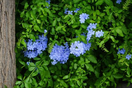 Plumbago auriculata blooms in August. Plumbago auriculata, the cape leadwort, blue plumbago or Cape plumbago, is a species of flowering plant in the family Plumbaginaceae. Lardos, Rhodes Island, Greece 