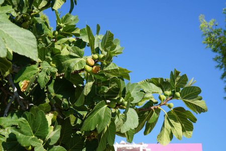 Photo for Ficus carica with fruits grows in August. The fig is the edible fruit of Ficus carica, a species of small tree in the flowering plant family Moraceae. Rhodes Island, Greece - Royalty Free Image