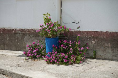 Catharanthus roseus blüht im August. Catharanthus roseus, leuchtende Augen, Cape periwinkle, Friedhofspflanze, Madagaskar periwinkle, ist eine Blütenart aus der Familie der Apocynaceae. Insel Rhodos, Griechenland