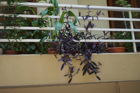 Tradescantia pallida with purple leaves and pink flowers hangs from a balcony in August. Tradescantia pallida, purple secretia, purple-heart, or purple queen, is a species of spiderwort. Rhodes Island, Greece
