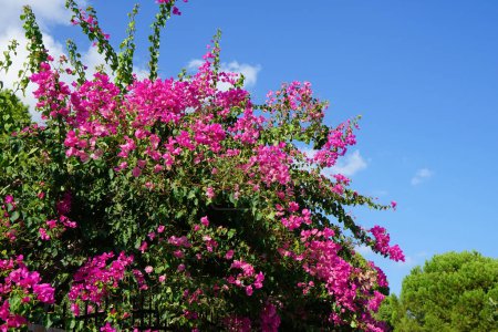 Bougainvillea bush blooms with pink-purple flowers in August. Bougainvillea is a genus of thorny ornamental vines, bushes, and trees belonging to the four o'clock family, Nyctaginaceae. Rhodes Island, Greece  