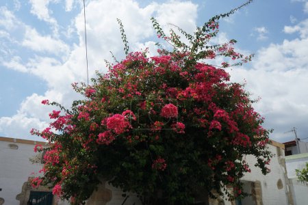 Le buisson de Bougainvillea fleurit avec des fleurs rose-pourpre en août. Bougainvillea est un genre de vignes, buissons et arbres de la famille des Nyctaginaceae. île de Rhodes, Grèce  