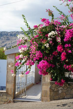 Bougainvillea-Sträucher blühen im August in der Nähe des Tores mit rosa und weißen Blüten. Bougainvillea ist eine Gattung dorniger Zierranken, Sträucher und Bäume, die zur Familie der Vier-Uhr-Gewächse, Nyctaginaceae, gehören. Insel Rhodos, Griechenland
