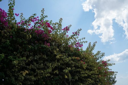 Bougainvillea blüht im August mit rosa-violetten Blüten. Bougainvillea ist eine Gattung dorniger Zierranken, Sträucher und Bäume, die zur Familie der Vier-Uhr-Gewächse, Nyctaginaceae, gehören. Insel Rhodos, Griechenland  