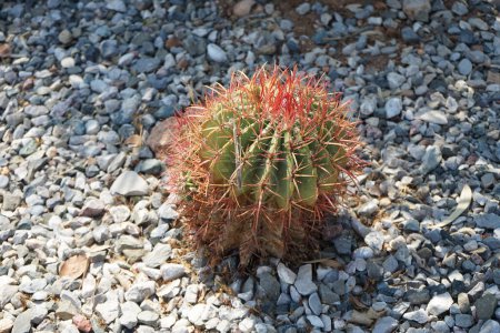 Ferocactus pilosus growing in a flower bed in August. Ferocactus pilosus, also known as Mexican lime cactus or Mexican fire barrel, is a species of cactus. Rhodes Island, Greece 