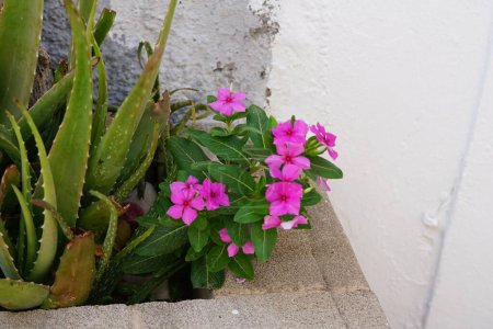 Aloe vera and Catharanthus roseus grow in August. Catharanthus roseus, bright eyes, Cape periwinkle, graveyard plant, Madagascar periwinkle, is a species of flowering plant in the family Apocynaceae. Rhodes Island, Greece 