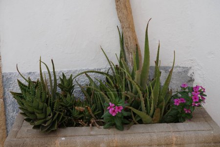 Aloe perfoliata, Aloe vera und Catharanthus roseus wachsen im August. Catharanthus roseus, leuchtende Augen, Cape periwinkle, Friedhofspflanze, Madagaskar periwinkle, ist eine Blütenart aus der Familie der Apocynaceae. Insel Rhodos, Griechenland 