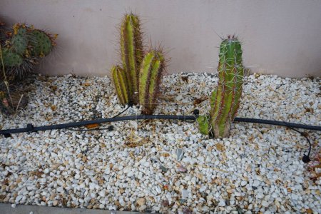 Divers cactus poussent sur un lit de fleurs en septembre. Un cactus, pl. cactus, cactus, est un membre de la famille des Cactaceae. île de Rhodes, Grèce