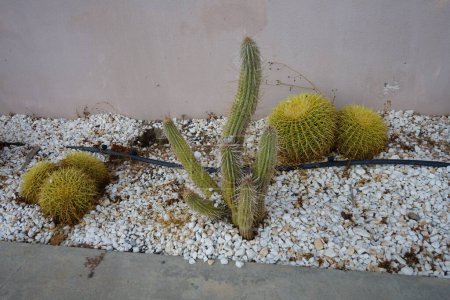 Varios cactus crecen en un macizo de flores en septiembre. Un cactus, pl. cactus es un miembro de la familia de las cactáceas. Isla de Rodas, Grecia