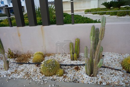 Verschiedene Kakteen wachsen im September auf einem Blumenbeet. Ein Kaktus, pl. Kakteen, Kakteen, gehören zur Pflanzenfamilie Cactaceae. Insel Rhodos, Griechenland