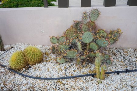 Various cacti grow on a flower bed in September. A cactus, pl. cacti, cactuses, is a member of the plant family Cactaceae. Rhodes Island, Greece