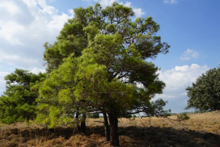 Pinus halepensis crece en agosto. Pinus halepensis, el pino de Alepo, el pino de Jerusalén, es un pino nativo de la región mediterránea. Isla de Rodas, Grecia 