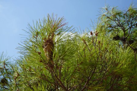 Pinus halepensis Baum wächst im August. Pinus halepensis, die Aleppo-Kiefer, die Jerusalem-Kiefer, ist eine Kiefer aus dem Mittelmeerraum. Insel Rhodos, Griechenland 