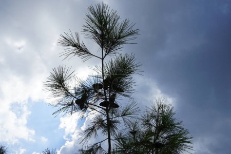 Pinus halepensis Baum wächst im August. Pinus halepensis, die Aleppo-Kiefer, die Jerusalem-Kiefer, ist eine Kiefer aus dem Mittelmeerraum. Insel Rhodos, Griechenland 