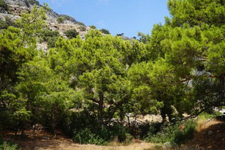 Pinus halepensis tree grows in August. Pinus halepensis, the Aleppo pine, the Jerusalem pine, is a pine native to the Mediterranean region. Rhodes Island, Greece 