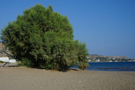 Téléchargez les photos : Tamaris pousse sur la côte méditerranéenne en Septembre. Le genre Tamarick, tamaris, cèdre salé, taray est composé de plantes à fleurs de la famille des Tamaricaceae. île de Rhodes, Grèce - en image libre de droit