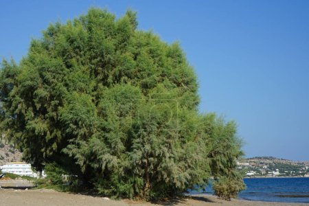 Tamariskenbaum wächst im September an der Mittelmeerküste. Die Gattung Tamarick, Tamariske, Salzzeder, Taray setzt sich aus blühenden Pflanzen der Familie Tamaricaceae zusammen. Insel Rhodos, Griechenland