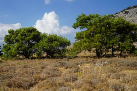 Pinus halepensis trees grow in August. Pinus halepensis, the Aleppo pine, the Jerusalem pine, is a pine native to the Mediterranean region. Rhodes Island, Greece
