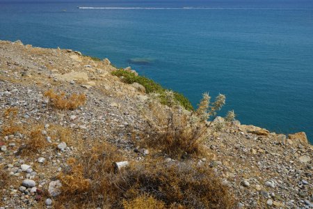 Eryngium glomeratum grows on the Mediterranean coast in September. Eryngium glomeratum, Eryngium parviflorum, Eryngium pentechinum, Eryngium scariosum, is a species of flowering plant in the family Apiaceae. Rhodes, Greece                            