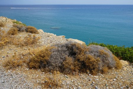 Sarcopoterium spinosum grows in September. Sarcopoterium, prickly, spiny, or thorny burnet, is a genus of flowering plants in the rose family. Rhodes Island, Greece                               
