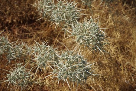 Eryngium glomeratum subsp. glomeratum grows in the wild in August. Eryngium glomeratum, E. parviflorum, E. pentechinum, E. scariosum, is a species of flowering plant in the family Apiaceae. Rhodes Island, Greece 