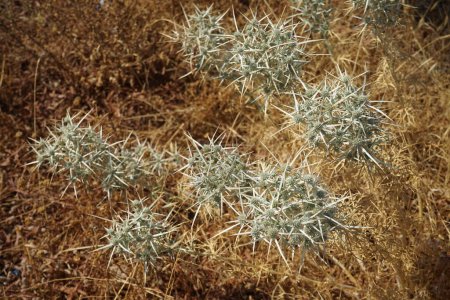 Eryngium glomeratum subsp. glomeratum grows in the wild in August. Eryngium glomeratum, E. parviflorum, E. pentechinum, E. scariosum, is a species of flowering plant in the family Apiaceae. Rhodes Island, Greece 
