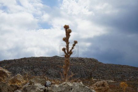 Onopordum bracteatum crece en agosto en la naturaleza en las cercanías de la colina de Lardos. Onopordum es un género de plantas con flores perteneciente a la familia Asteraceae. Isla de Rodas, Grecia