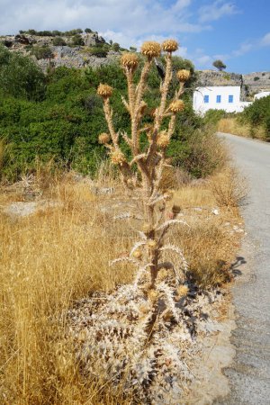 Onopordum bracteatum crece en agosto en la naturaleza en las cercanías de la colina de Lardos. Onopordum es un género de plantas con flores perteneciente a la familia Asteraceae. Isla de Rodas, Grecia